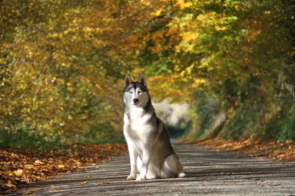 Milka Des Petits Loups Polaires